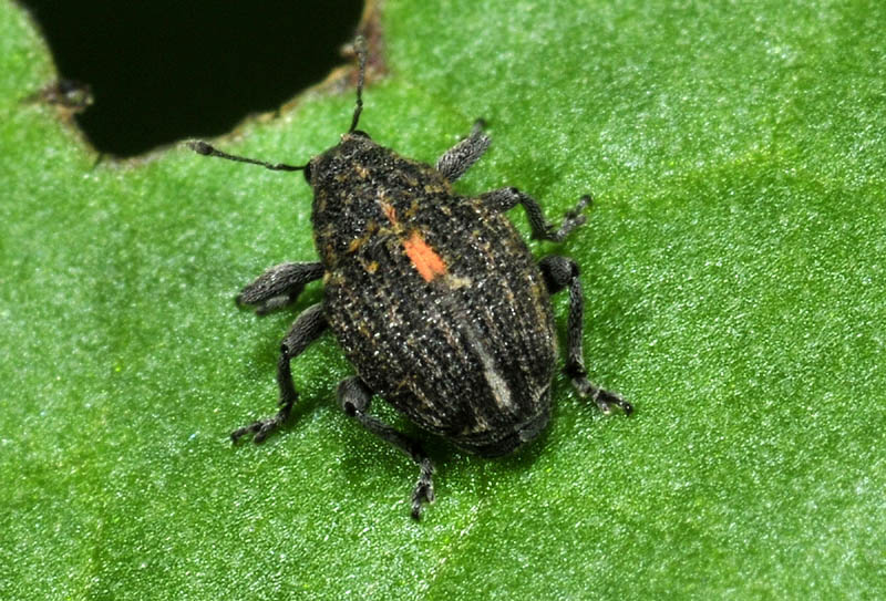 Rhinoncus pericarpius, Curculionidae